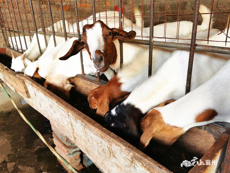 果蔬配送：新鲜直达家门的新鲜体验